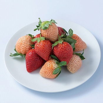 gMtg (kohaku24-30)y͂ԁF12{`z